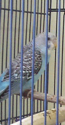 Parakeet