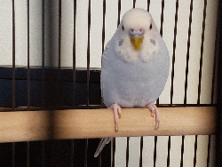 Parakeet