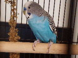 Parakeet