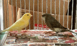 Finch/Canary