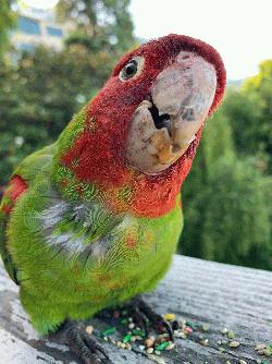 Conures of Telegraph Hill