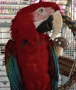 Macaw