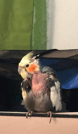 Cockatiel