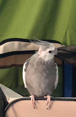 Cockatiel