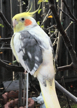 Cockatiel