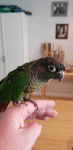 Conure