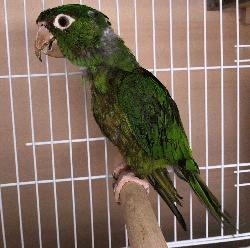 Conures of Telegraph Hill