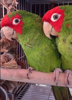 Conures of Telegraph Hill