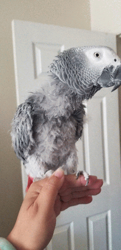 African Grey