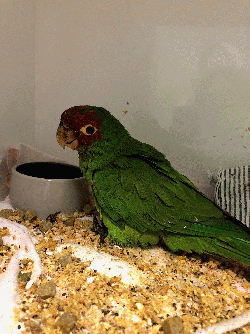 Conures of Telegraph Hill