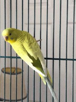 Parakeet