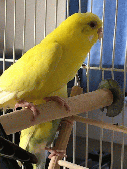 Parakeet