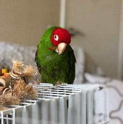 Conure