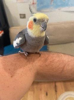 Cockatiel