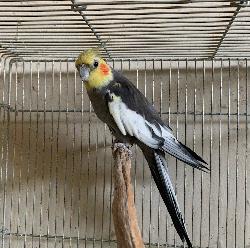 Cockatiel