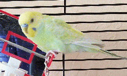 Parakeet