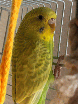 Parakeet