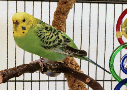 Parakeet