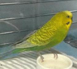 Parakeet