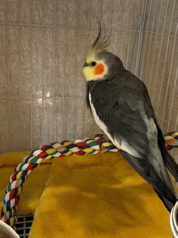 Cockatiel