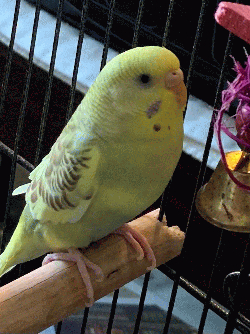 Parakeet