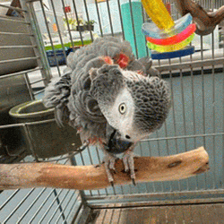 African Grey