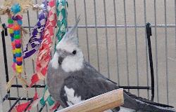 Cockatiel