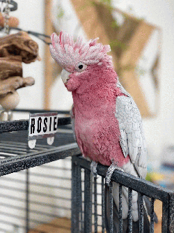 Cockatoo