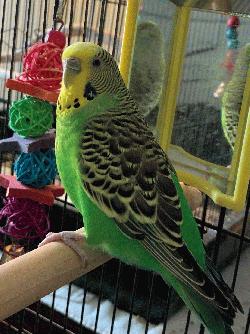 Parakeet