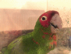 Conures of Telegraph Hill