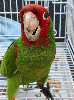 Conures of Telegraph Hill