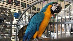 Macaw