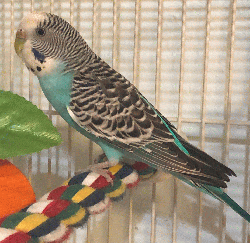 Parakeet