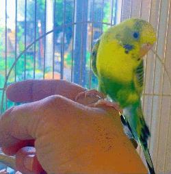 Parakeet