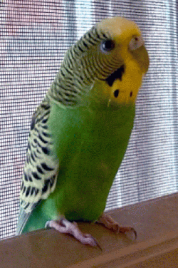 Parakeet