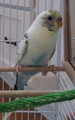 Parakeet