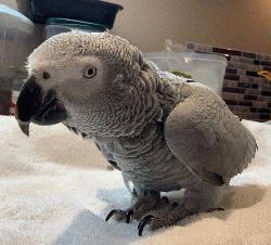 African Grey