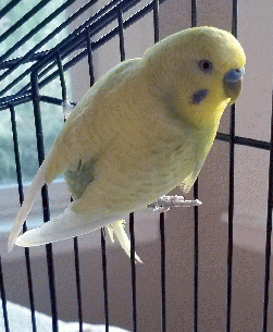 Parakeet