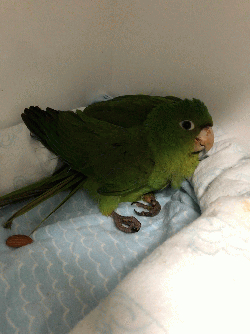 Conures of Telegraph Hill