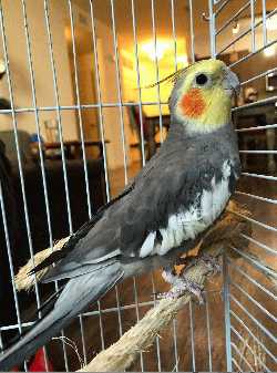 Cockatiel