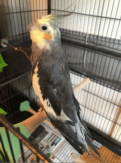 Cockatiel