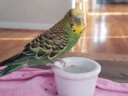 Parakeet