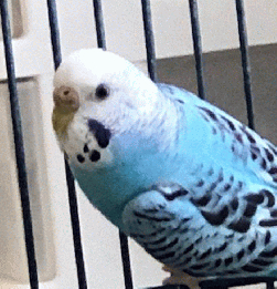 Parakeet