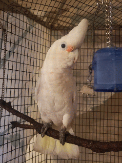 Cockatoo