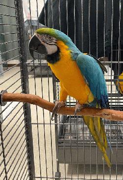 Rocky Macaw