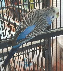 Parakeet