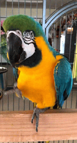 Macaw