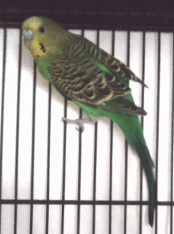 Parakeet