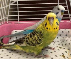 Parakeet