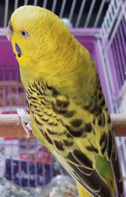 Parakeet